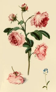Rosa Provincialis e Non ti scordar di me da Alexander Marshal