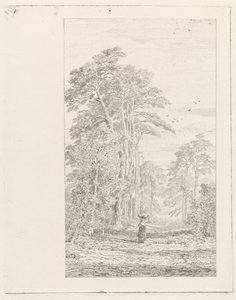 Viale di pini da Alexander Mollinger