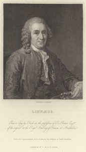 Linnaeus da Alexander Roslin