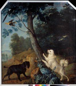 Merluzine e Cocoq, i cani di Luigi XIV da Alexandre Francois Desportes