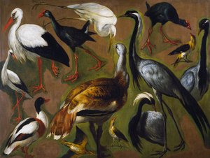 Studio di uccelli da Alexandre Francois Desportes