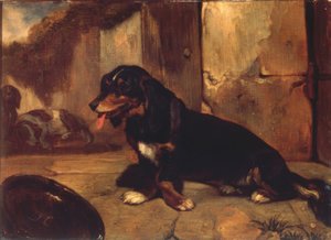 Bassotto