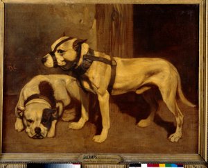 Bulldog scozzese e Terrier, cane cattivo con museruola