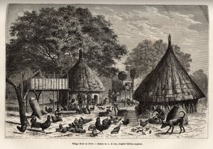 Villaggio Diour in inverno (Sudan) e attività quotidiane degli abitanti in mezzo agli animali allevati dalla comunità, incisione dopo il disegno di A. de Bar, illustrando il viaggio nel cuore dell