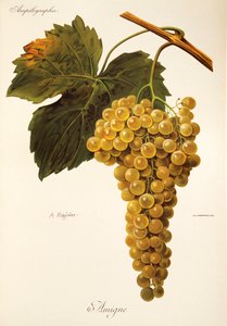 Uva Amigne da Alexis Kreyder