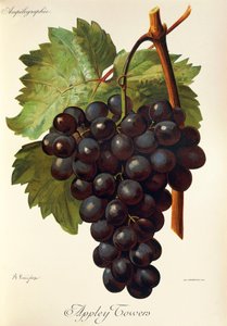 Uva Appley Towers. Illustrazione di A. Kreyder, Pessione, da Traite General de Viticulture. Ampelographie