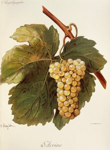 Arvine
