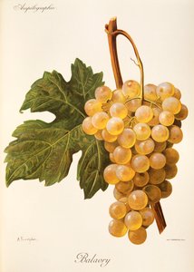 Uva Balavry da Alexis Kreyder