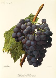 Uva Black Alicante da Alexis Kreyder