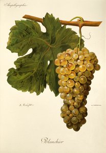 Uva Blanchier