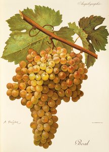 Uva Boal di A. Kreyder da Alexis Kreyder