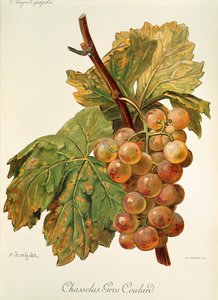 Uva Chasselas Gros Coulard da Alexis Kreyder