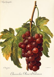 Uva Chasselas Rose Salomon