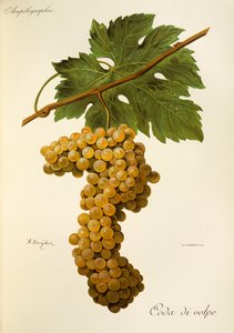 Uva Coda di Volpe da Alexis Kreyder