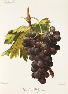 Uva Duc de Magenta da Alexis Kreyder