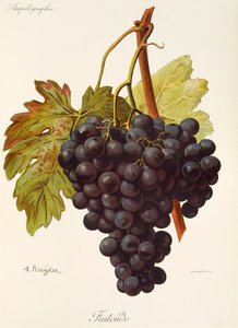 Uva Fintendo da Alexis Kreyder
