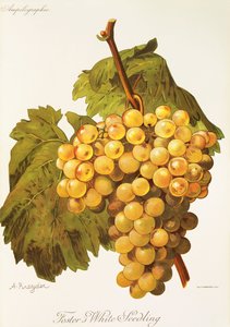 Uva Foster