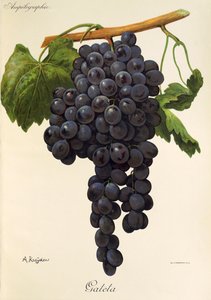 Uva Gateta