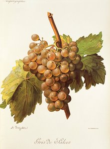 Gris de Salces da Alexis Kreyder