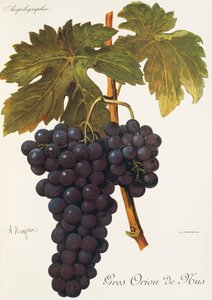 Uva Gros Oriou de Mus da Alexis Kreyder
