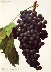 Uva Gros de Coveretto