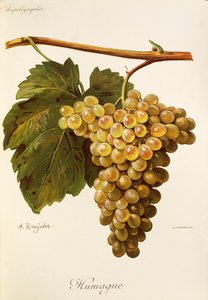 Uva Humage da Alexis Kreyder