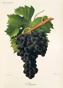 Uva Inzolia da Alexis Kreyder