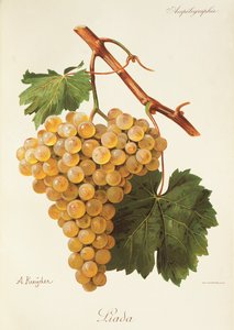 Uva Liada da Alexis Kreyder
