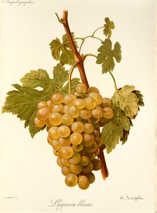 Uva Lignan Blanc da Alexis Kreyder