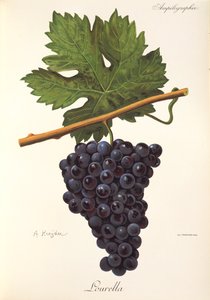 Uva Lourella di A. Kreyder da Alexis Kreyder