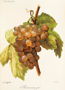 Uva Marocain Gris da Alexis Kreyder