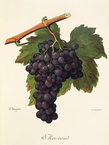 Uva Mavroud da Alexis Kreyder