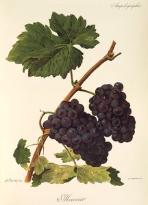 Uva Meunier da Alexis Kreyder