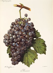 Uva Mission da Alexis Kreyder
