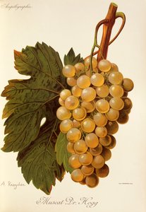 Uva Muscat Dr. Hogg