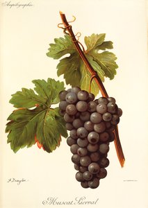 Muscat Lierval da Alexis Kreyder