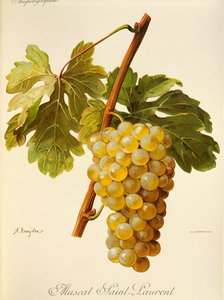 Muscat Saint-Laurent da Alexis Kreyder
