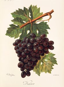 Uva Nador da Alexis Kreyder