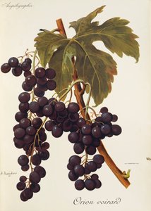 Uva Oriou Voirard