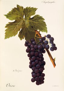 Uva Oriou