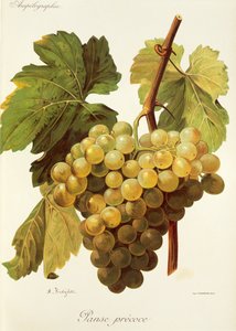 Uva Panse Precoce