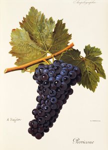 Uva Perricone da Alexis Kreyder