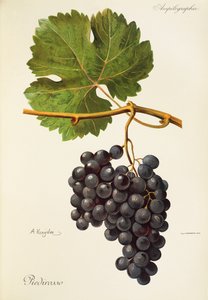 Uva Piedirosso da Alexis Kreyder