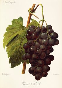 Uva Pince