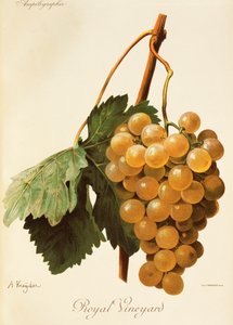 Uva Royal Vineyard da Alexis Kreyder
