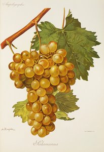 Uva Salamanna