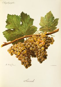 Uva Sercial da Alexis Kreyder