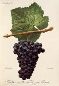 Uva Tinta Carvalha de Traz-os-Montes da Alexis Kreyder