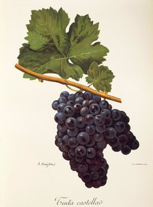 Uva Tinta Castellao da Alexis Kreyder