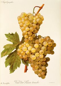 Uva Van der Laan Traube